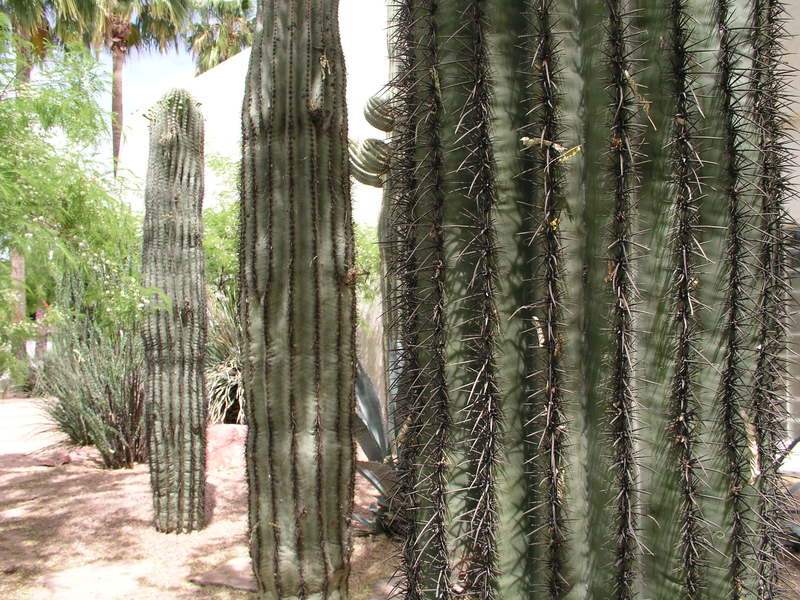 More-Cacti.jpg