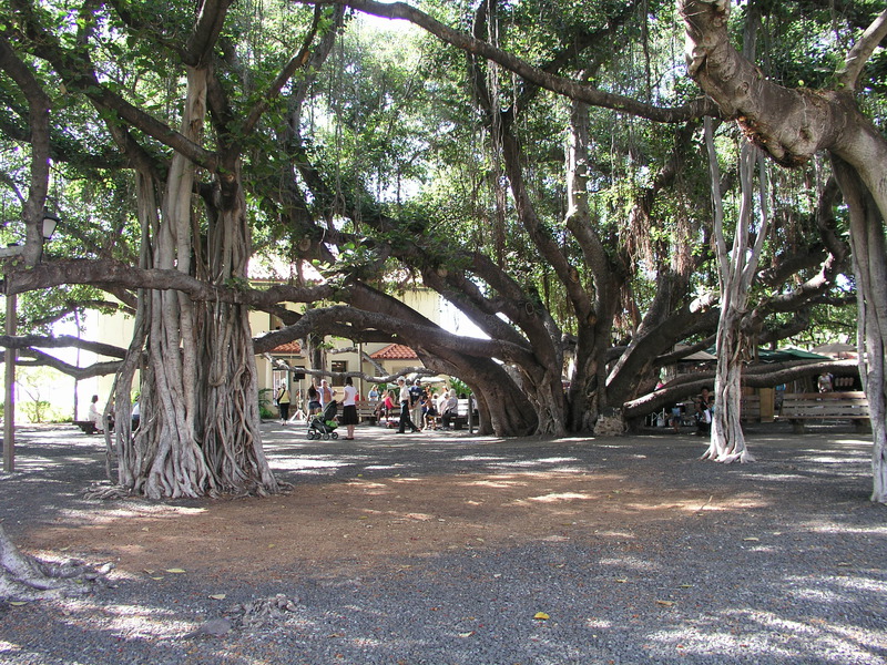Banyan-Tree.jpg