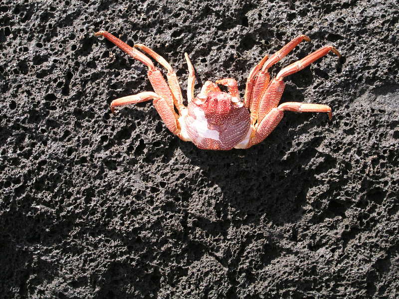Crab.jpg
