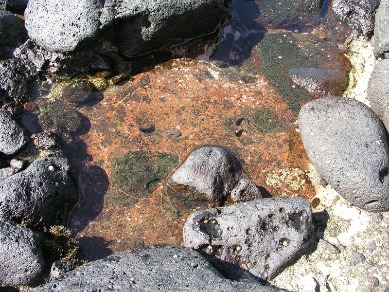 Tide-Pool.jpg