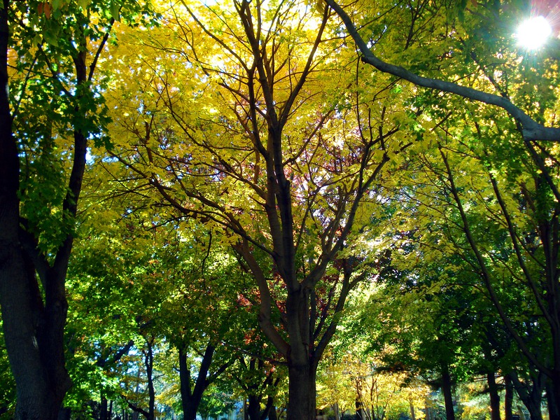Yellow-Trees.jpg