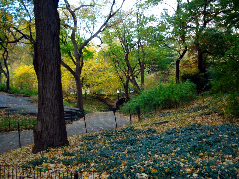 More-Central-Park.jpg